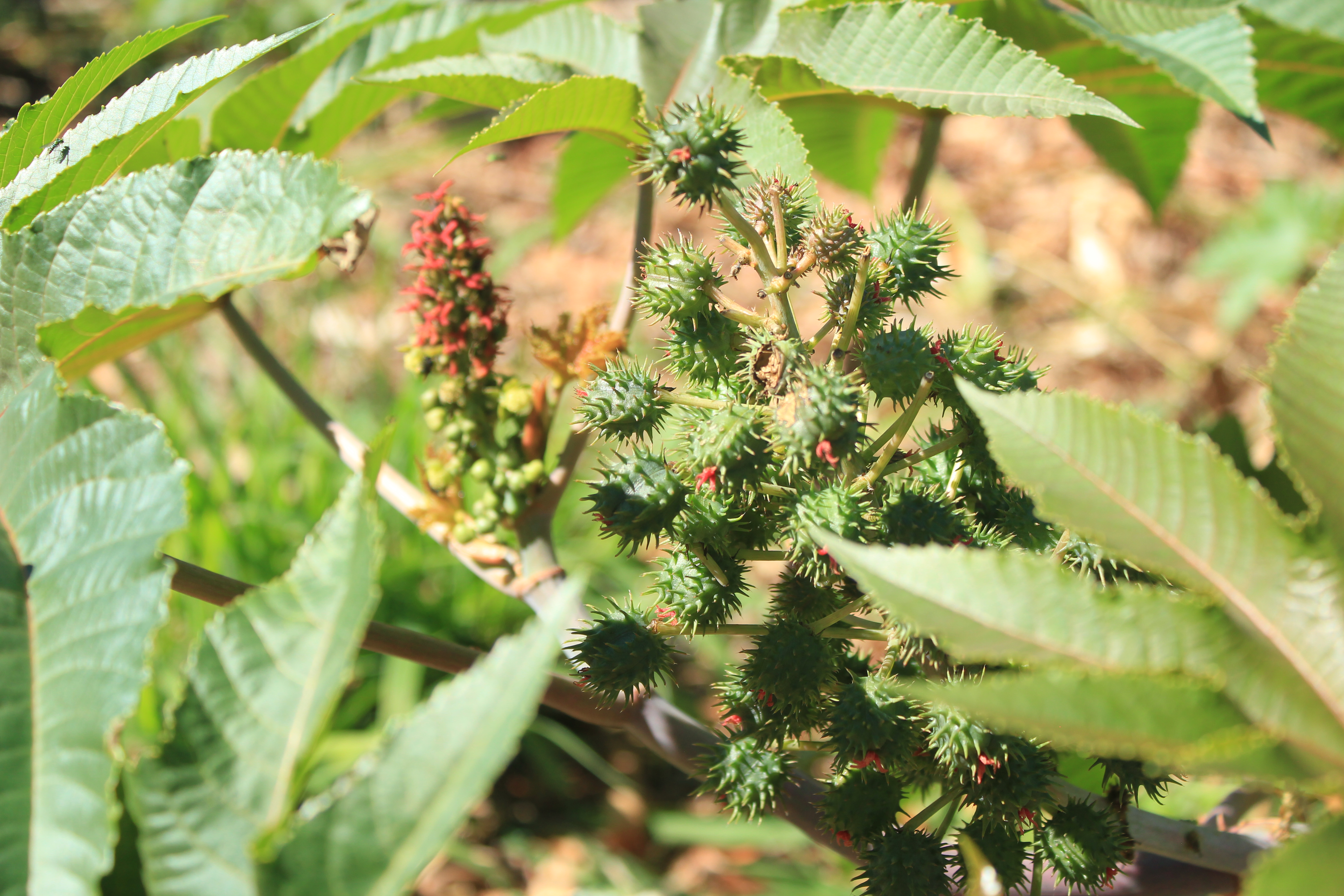 Mamona (Ricinus communis) com frutos, espécie exótica identificada em campo