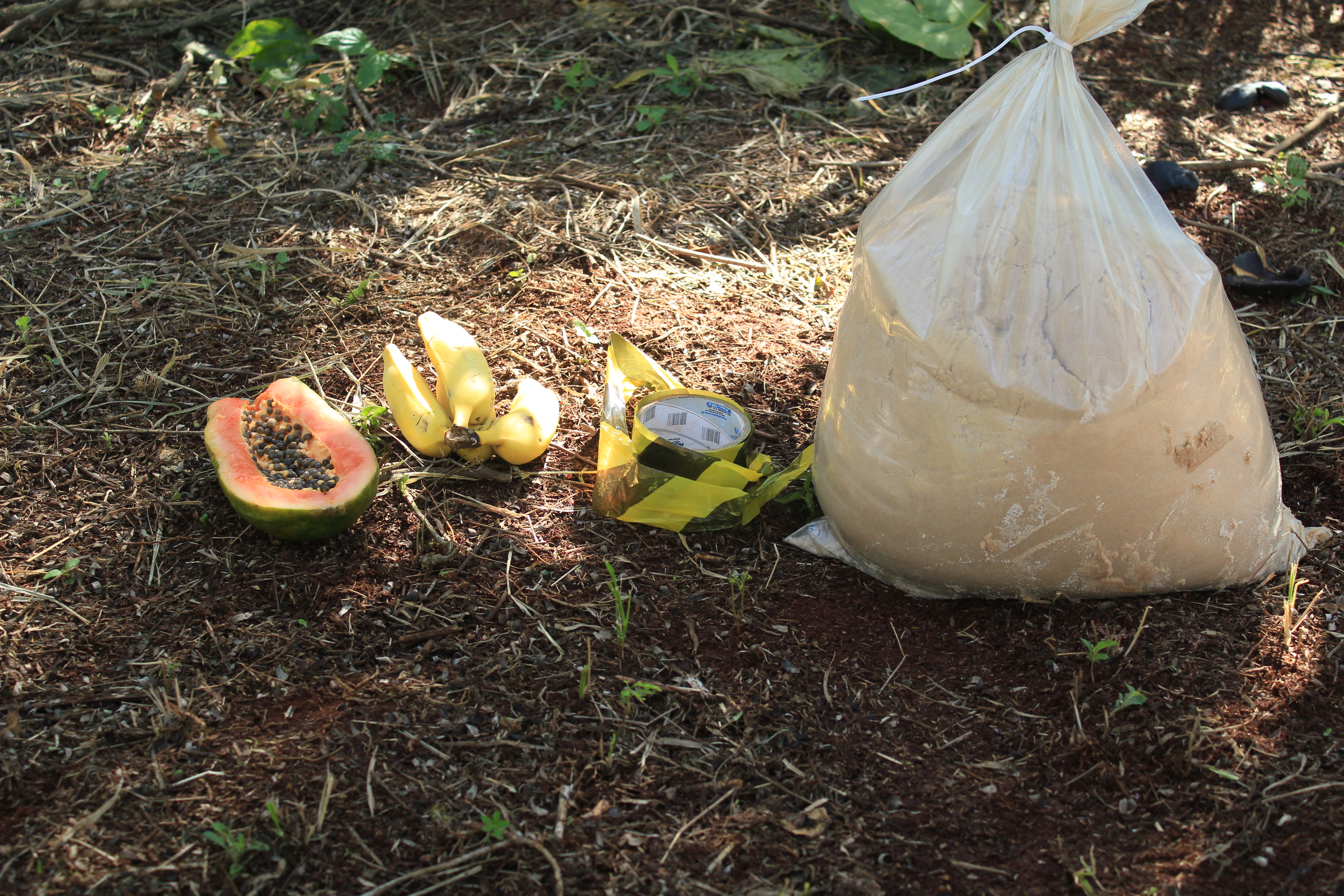 Iscas atrativas de frutas e substrato usados na atração de hospedeiros